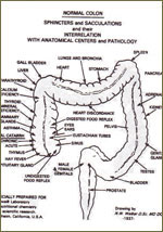 ipicture of your colon with pats labeled